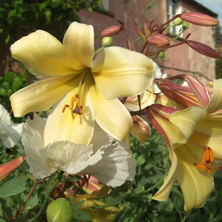 Dollardstown Historic Country House Bed and breakfast 3*
